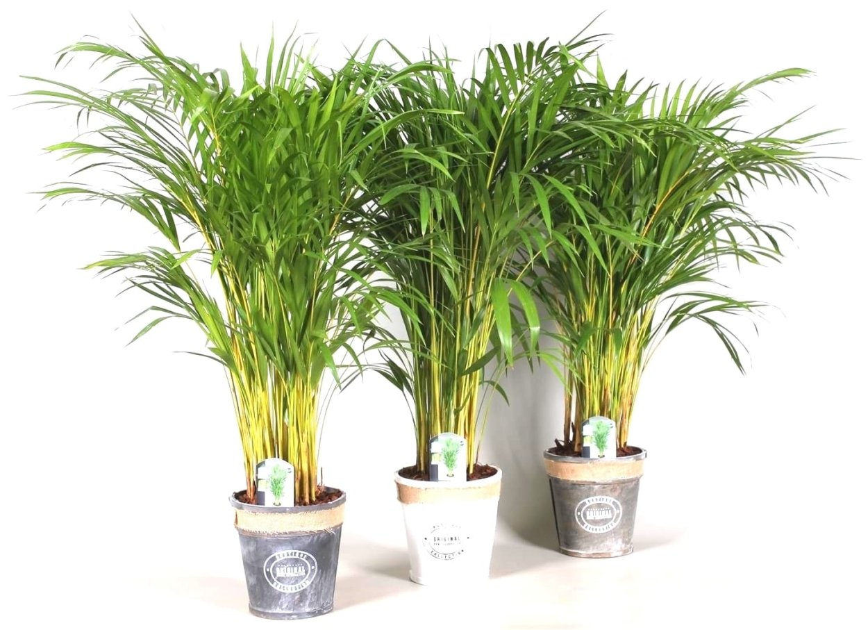 Арека Хризалидокарпус