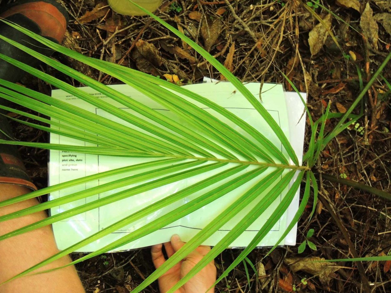 Пальма комнатная вид сверху