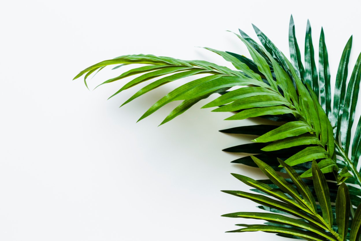 Пальмовые листья на белом фоне