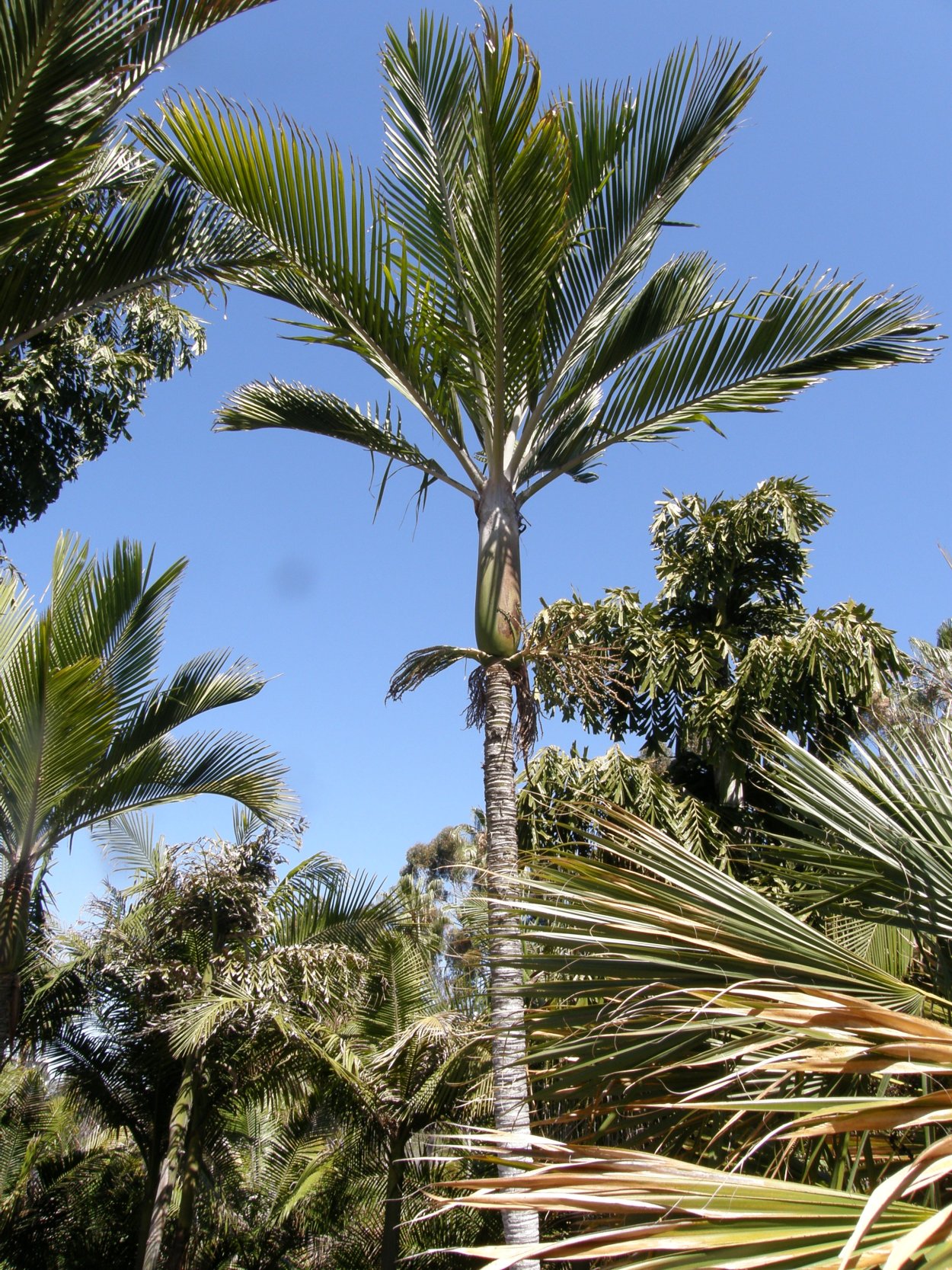 Пальмы Эстетика