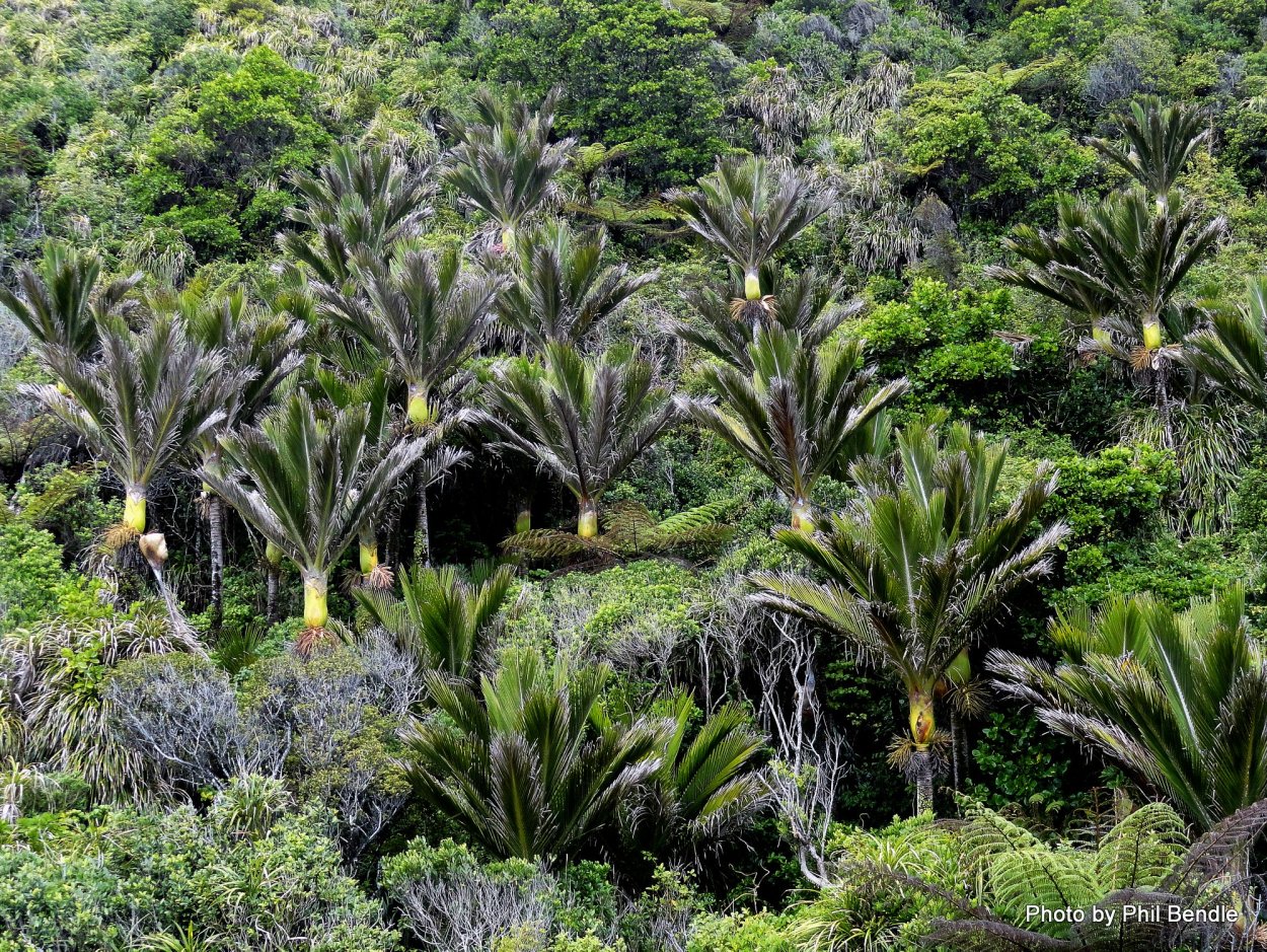 Пальма Бутия