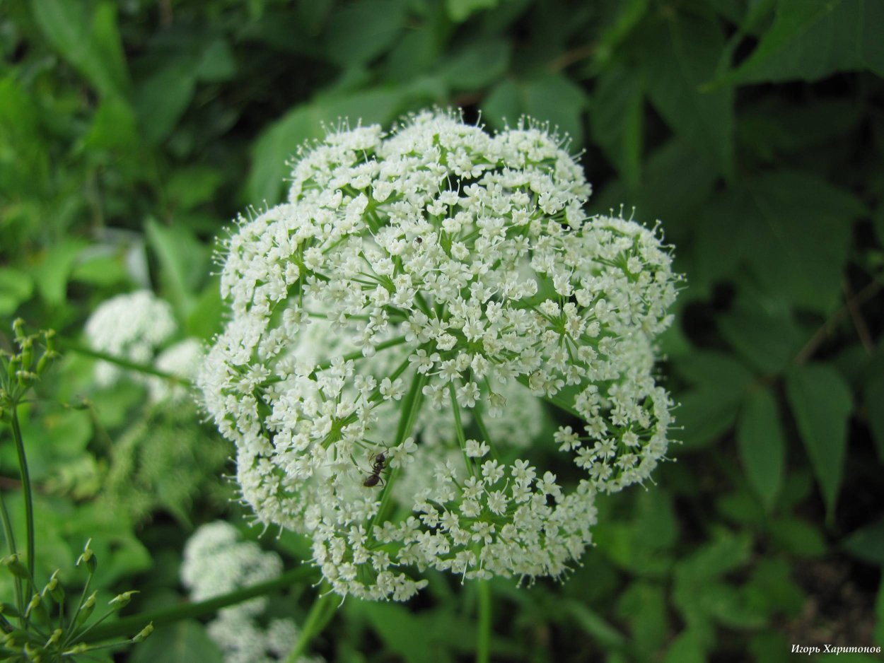 Цветущая сныть