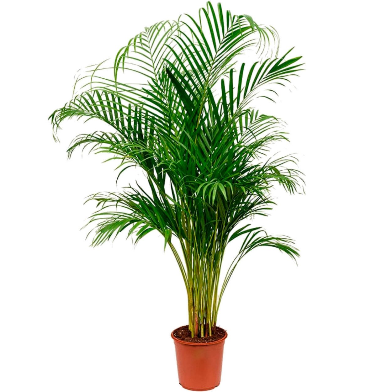 Минималистические пальмы