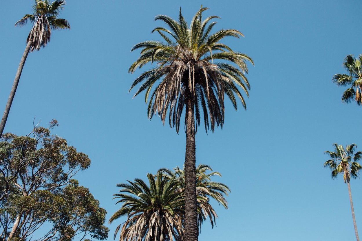 Папоротник монстера акравель