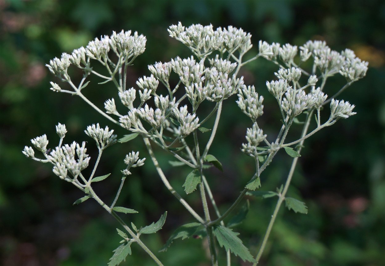 Белая трава