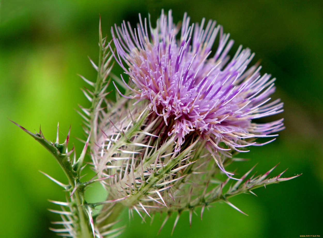 Чертополох репейник лопух