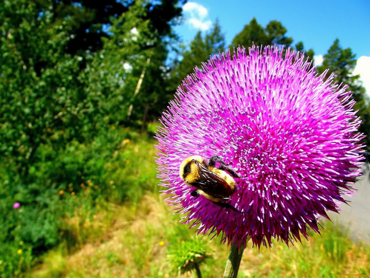 Репейник татарник