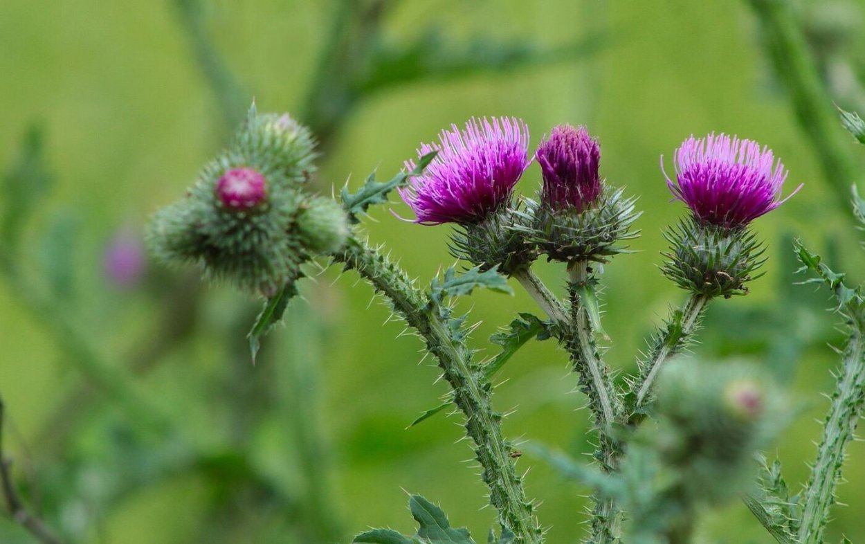 Расторопша чертополох татарник Бодяк осот