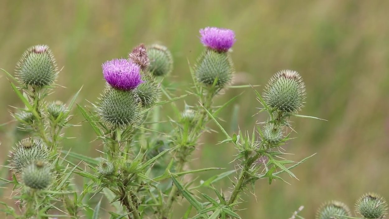 Шмель на репейнике