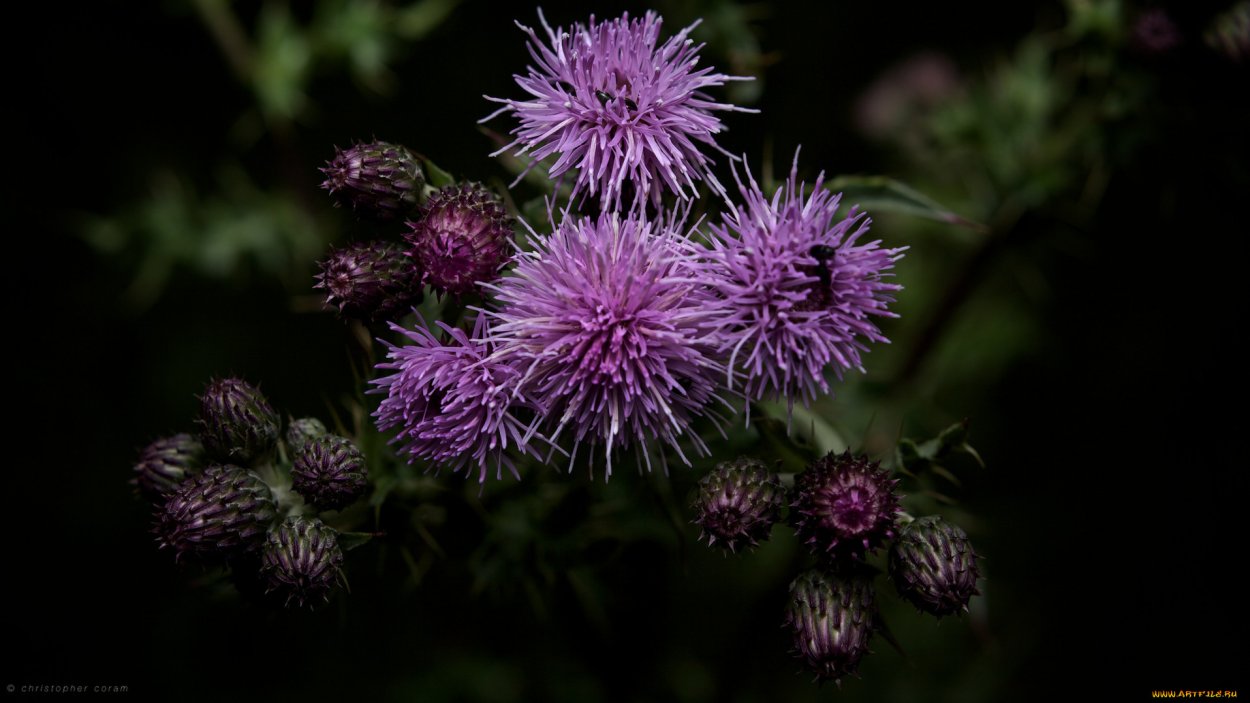 Национальный цветок Шотландии чертополох