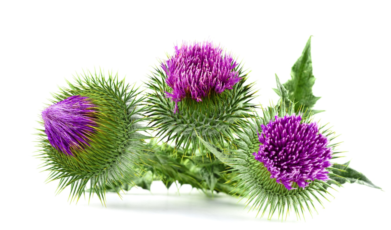 Чертополох и репейник