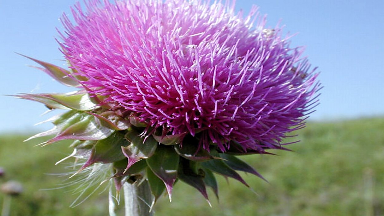 Чертополох обыкновенный