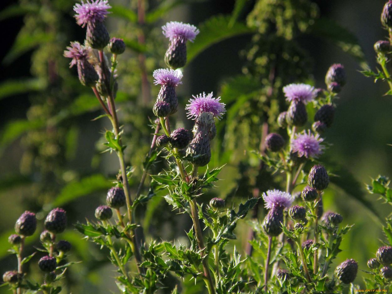 Репей и чертополох