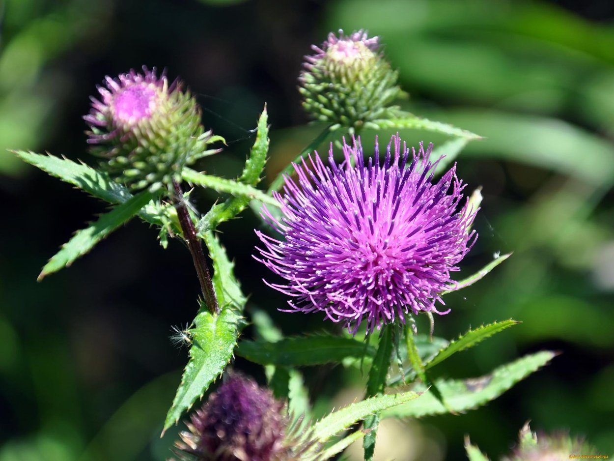 Репей и чертополох