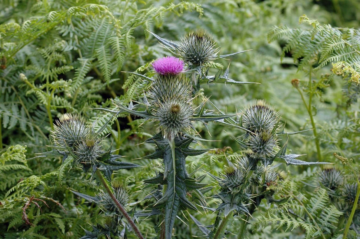 Репей чертополох Бодяк