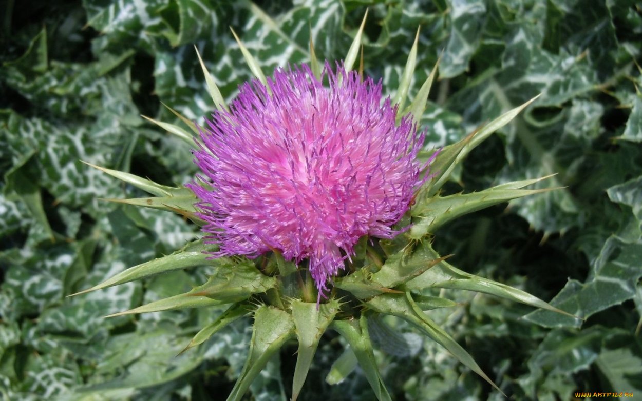 Чертополох мелкоголовчатый