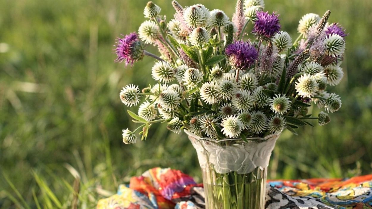 Чертополох и Клевер