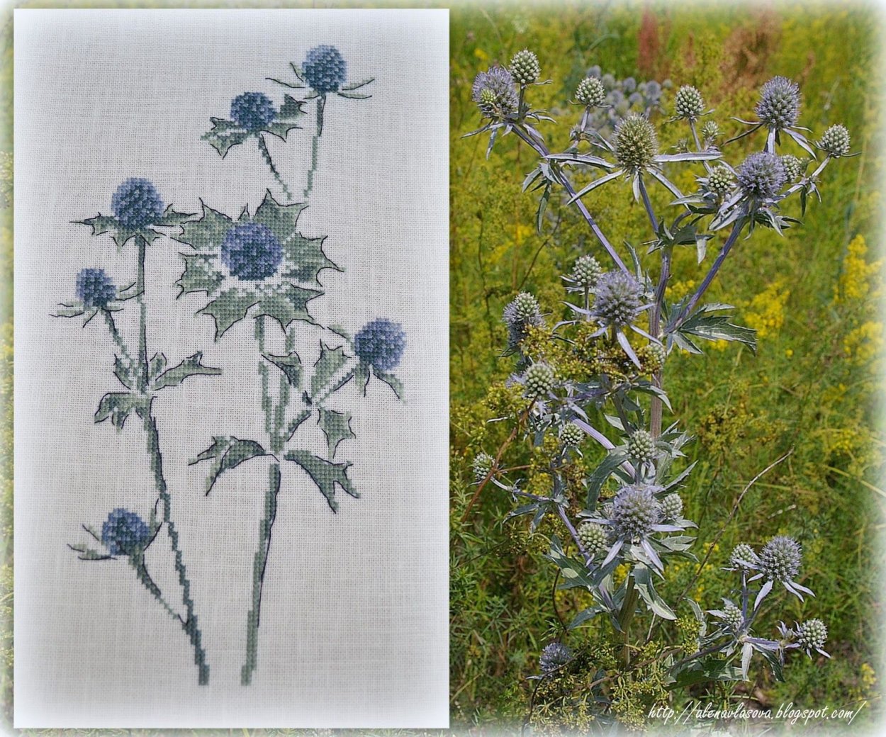 Чертополох ( можжевельник )