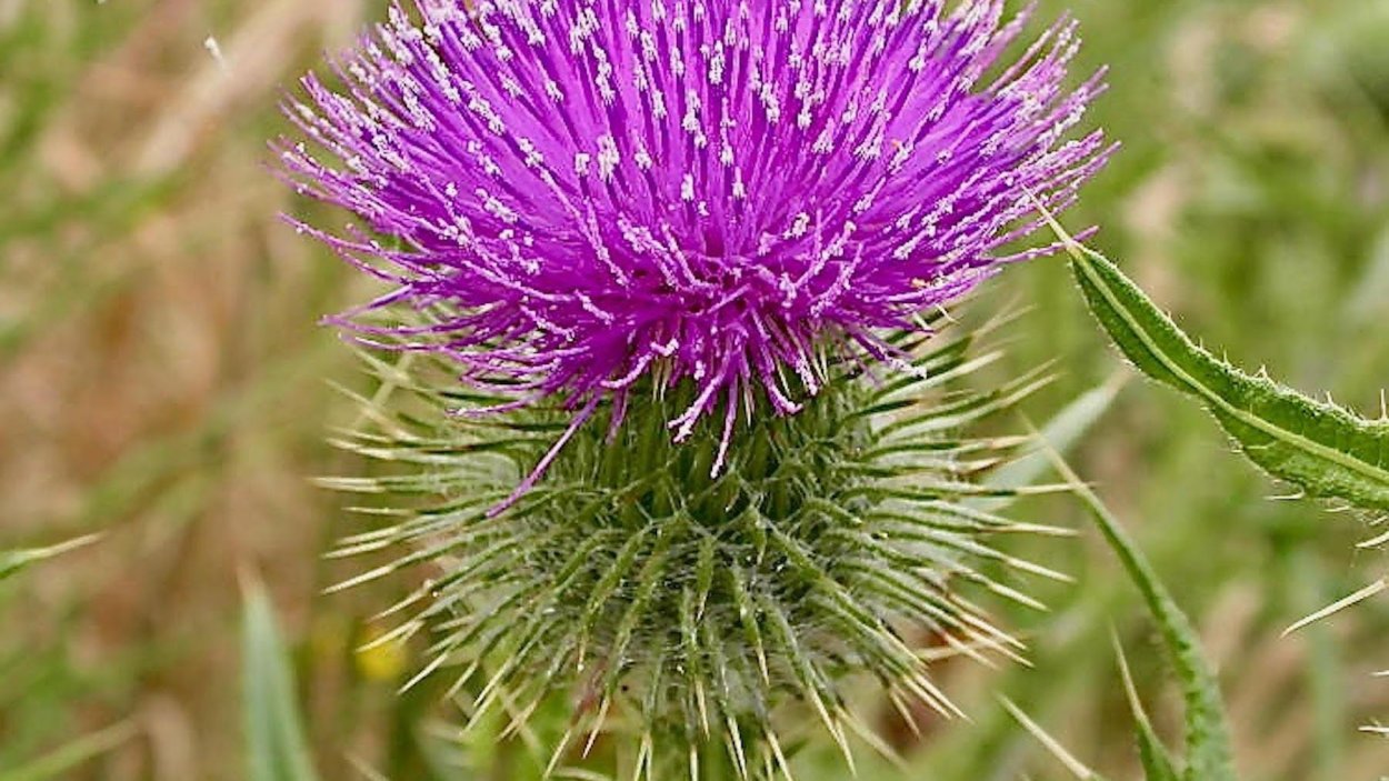 Чертополох акварель на белом фоне