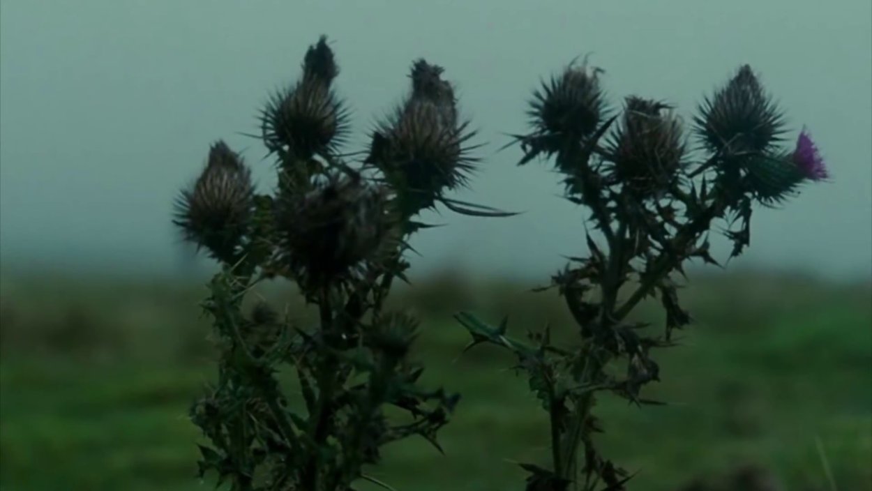 Чертополох растение