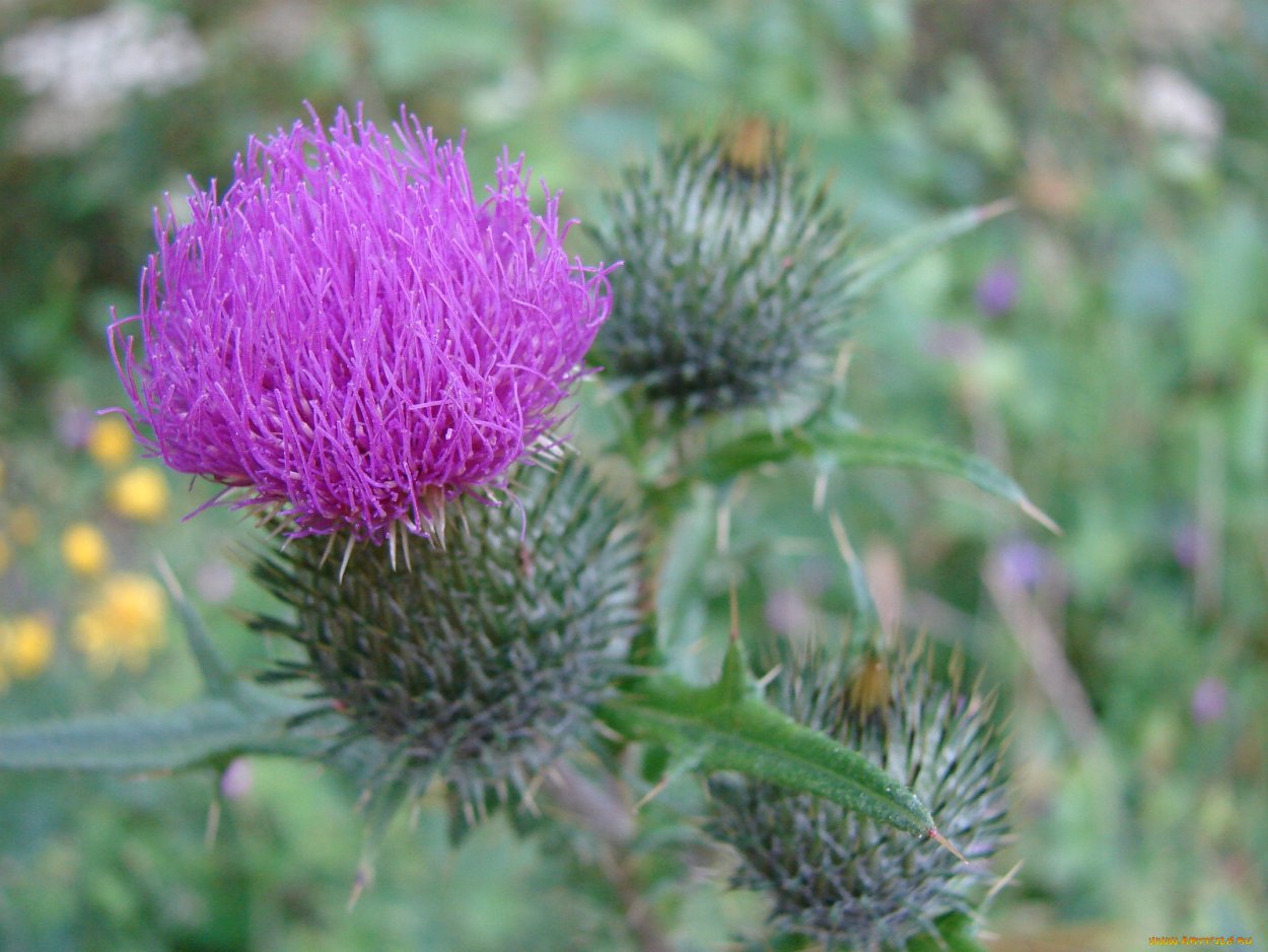 Чертополох пастелью