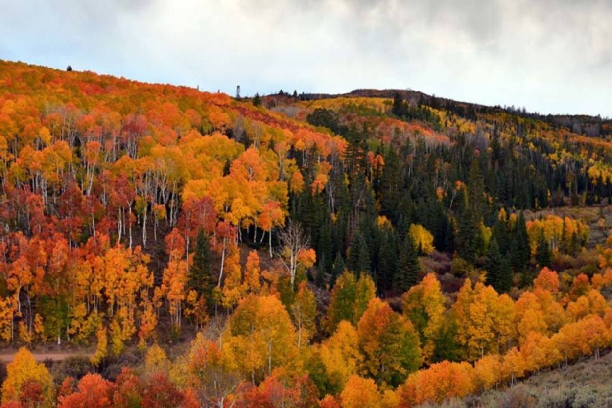 Осиновая роща Пандо