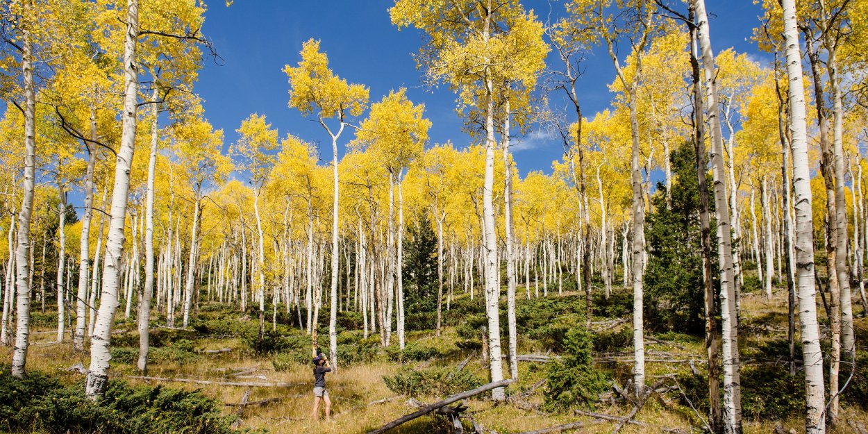 Пандо дерево