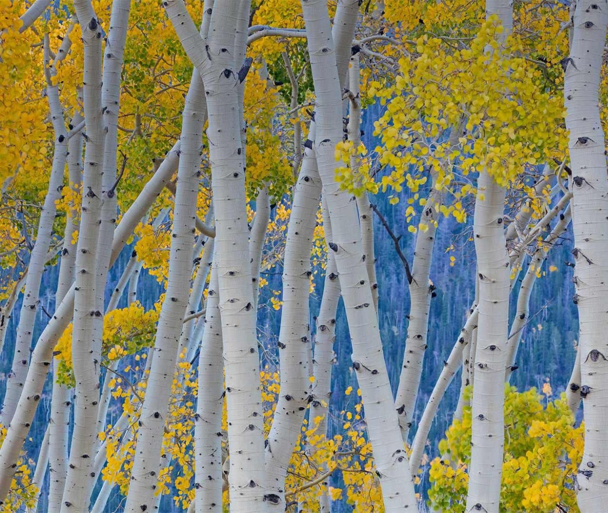 Дерево осина Осиновая роща