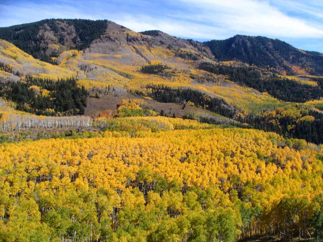 Тополь осинообразный Пандо