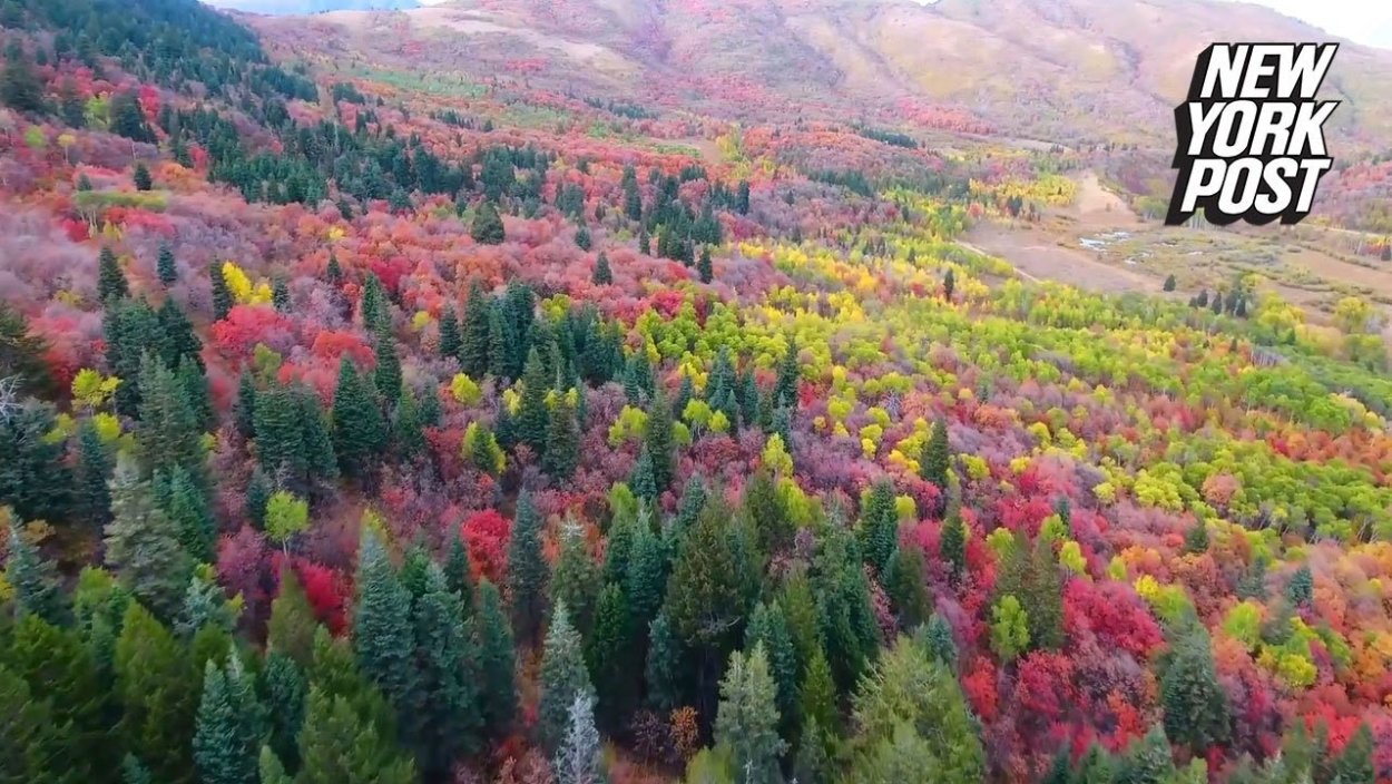 Пандо-клональная колония тополя осинообразного