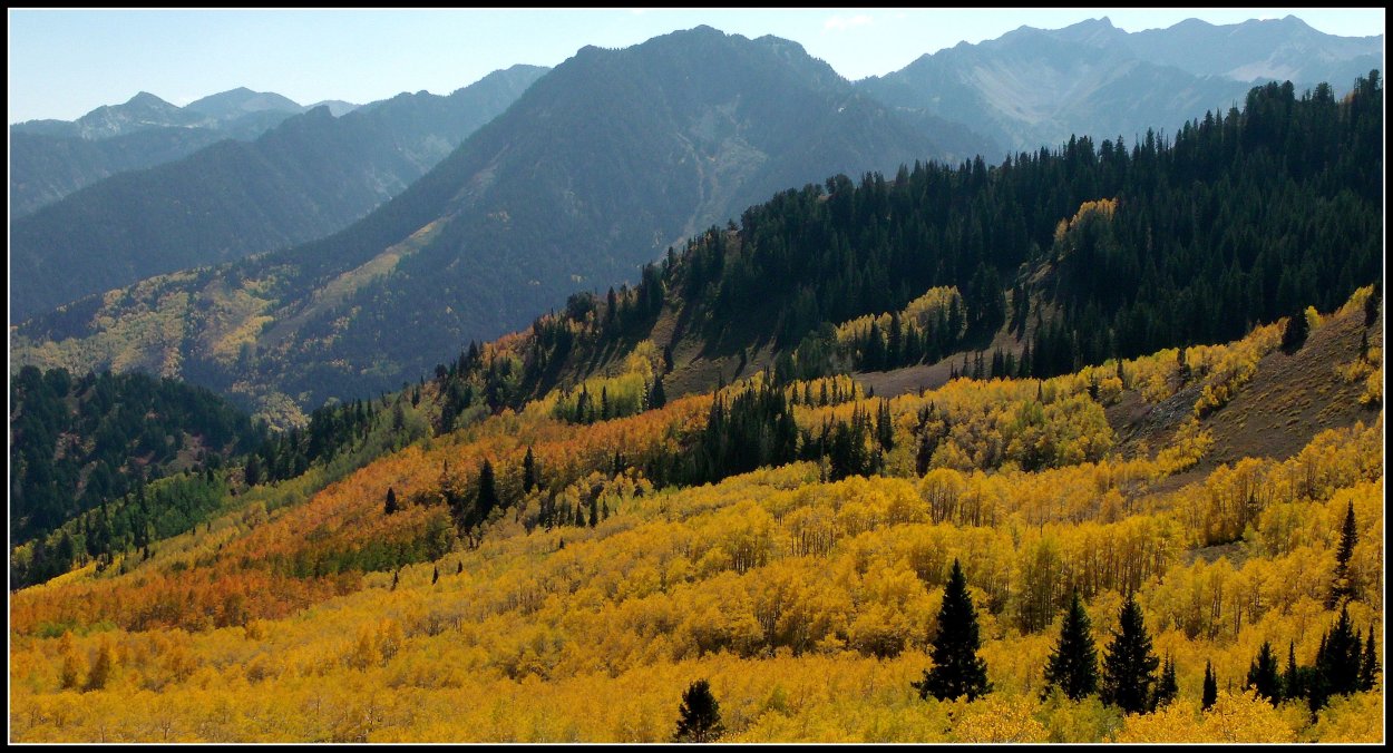 Осины Колорадо