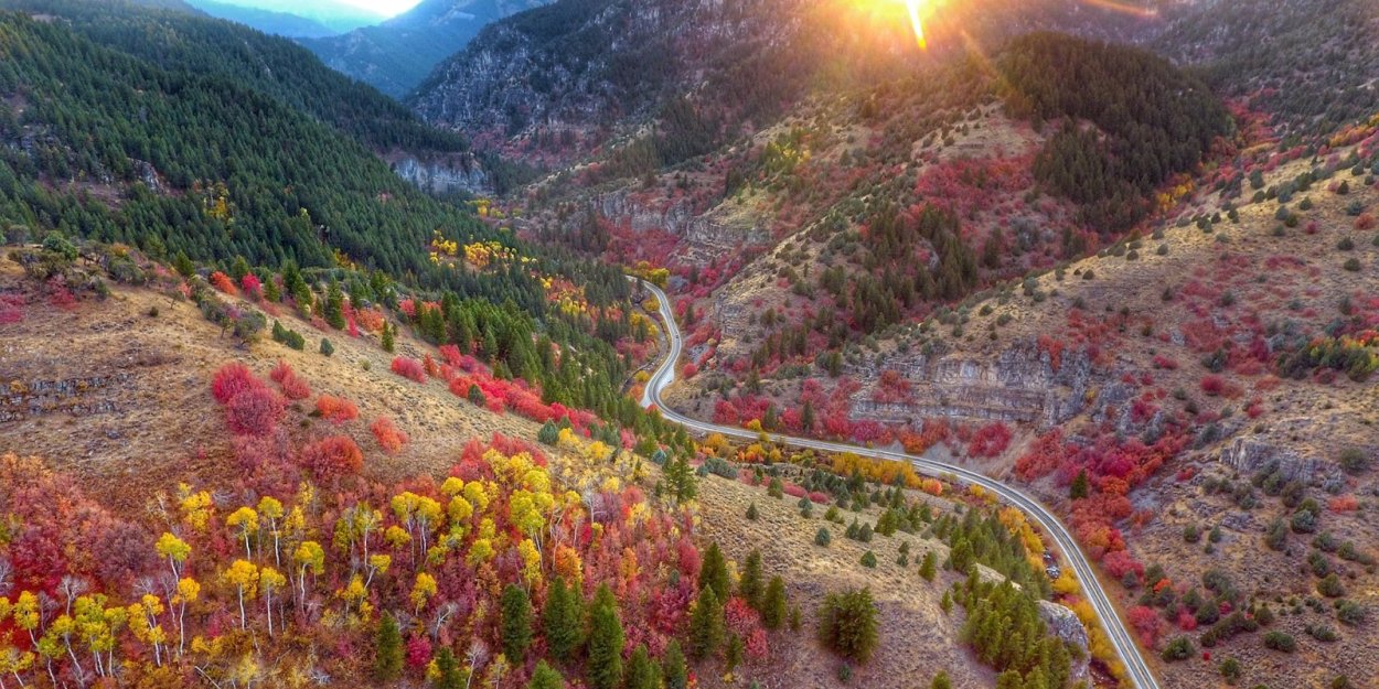 Тополь осинообразный Пандо