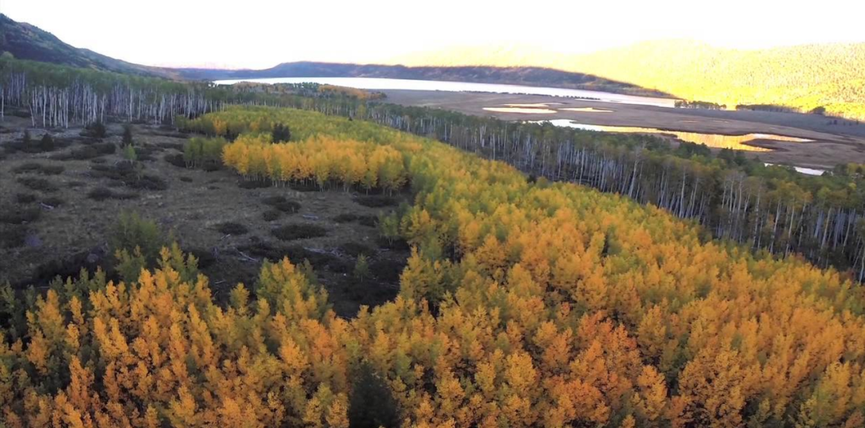 Смешанные леса и широколиственные леса России