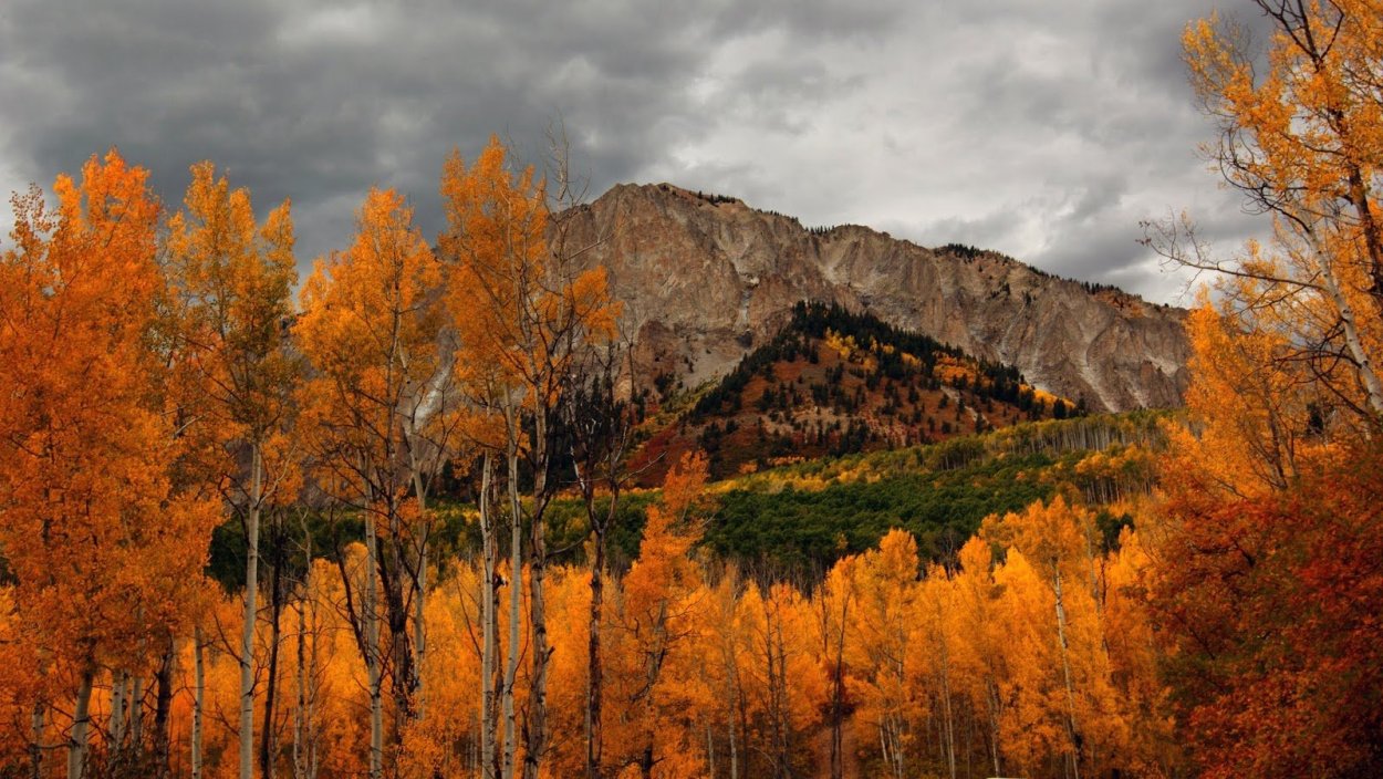 Тополь осинообразный Пандо