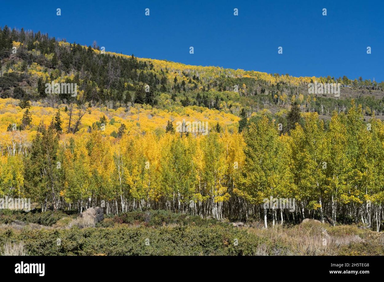 Пандо прясо