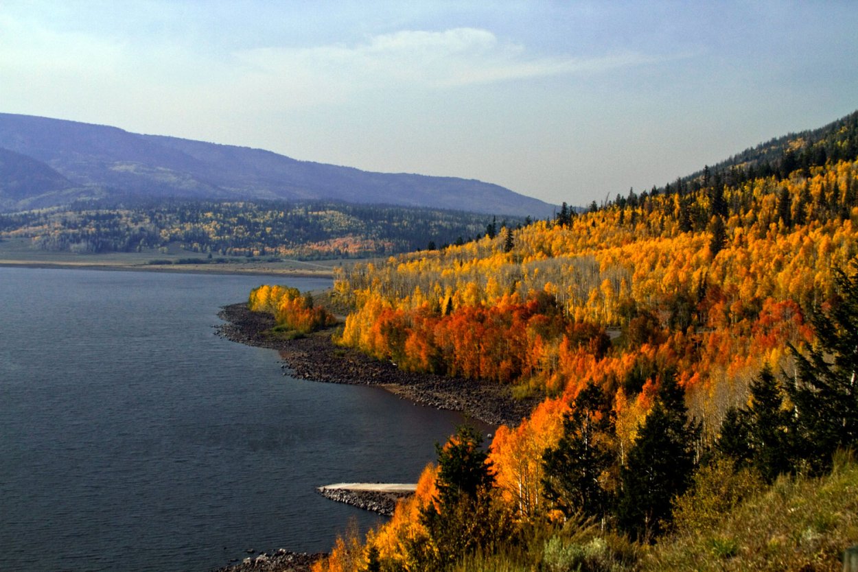 Тополь осинообразный Пандо