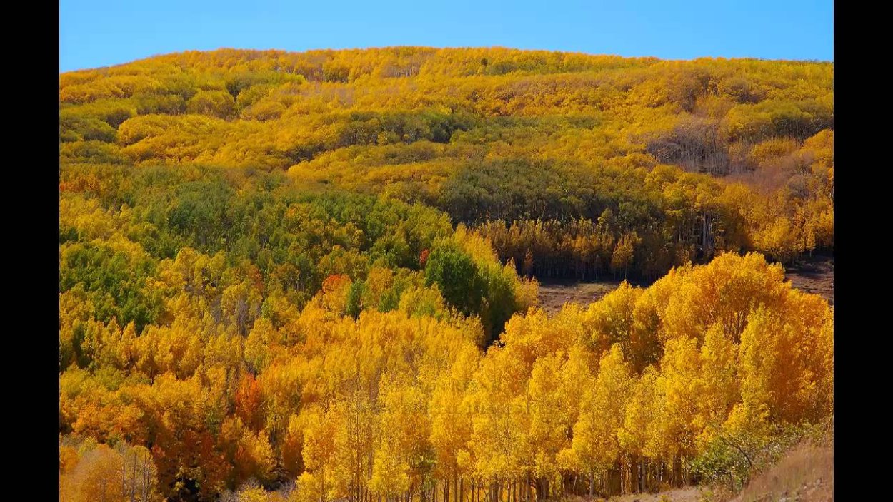 Тополь осинообразный Пандо