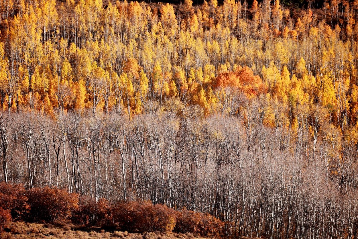 Осенний лес сверху