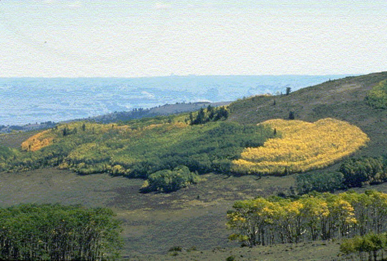 Тополь осинообразный Пандо