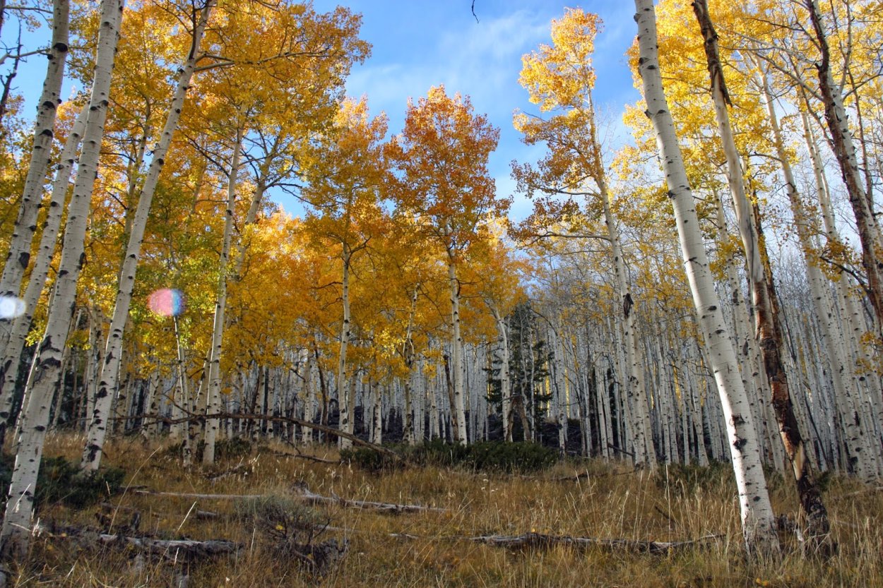 Осиновый лес