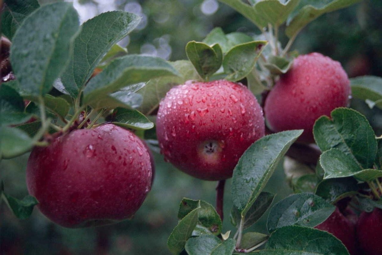 Яблоня колоновидная макинтош