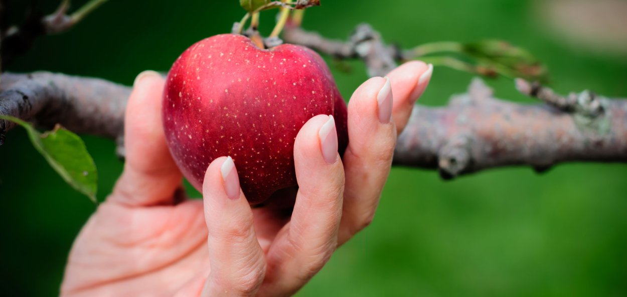 Ева срывает яблоко