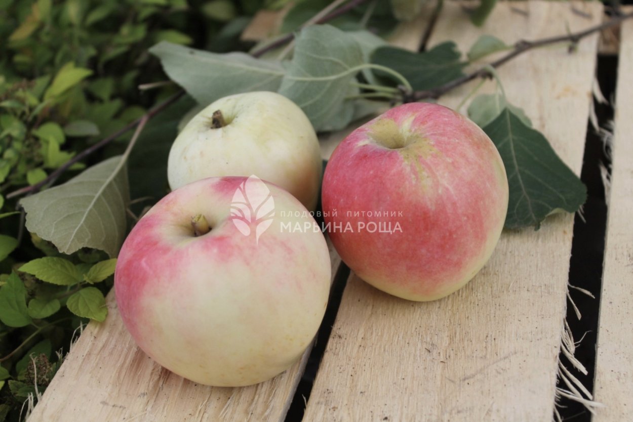 Яблоня Зорька