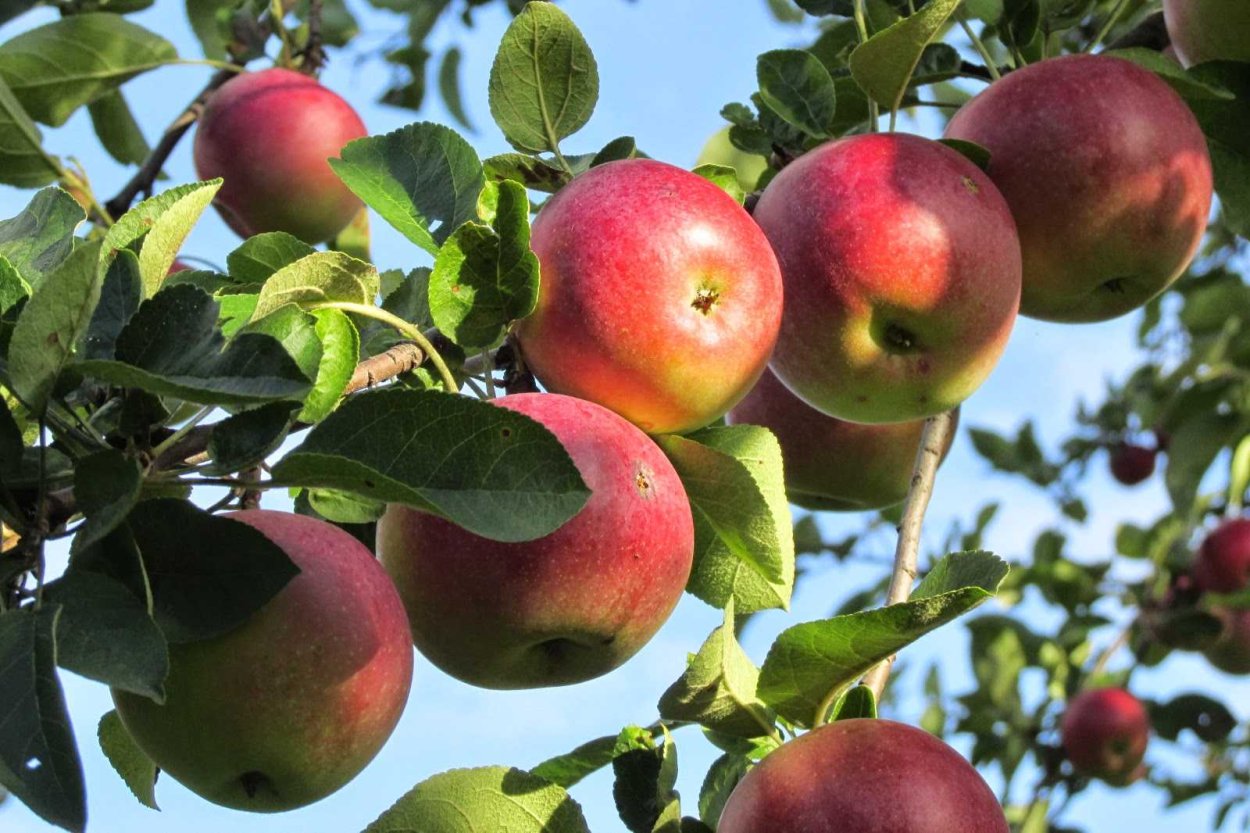 Ева Володина