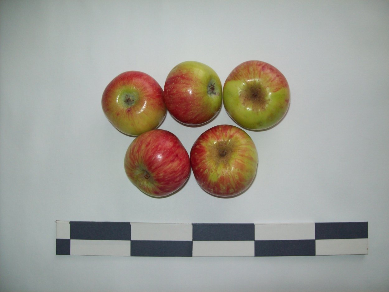 Ева змей искуситель яблоко