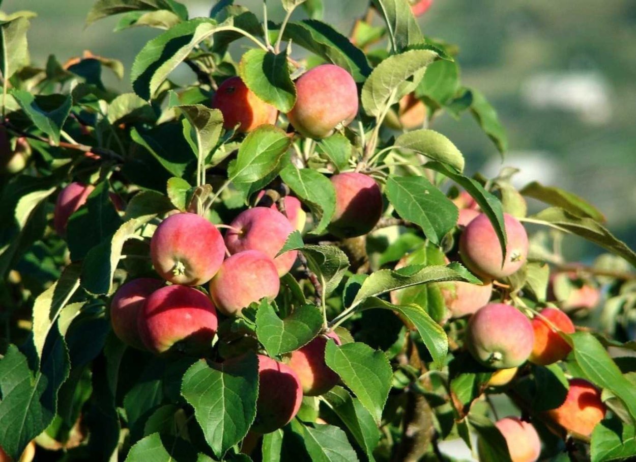 Адам и ева змей искуситель