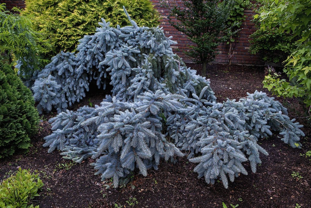 Ель Энгельмана Глаука Пендула