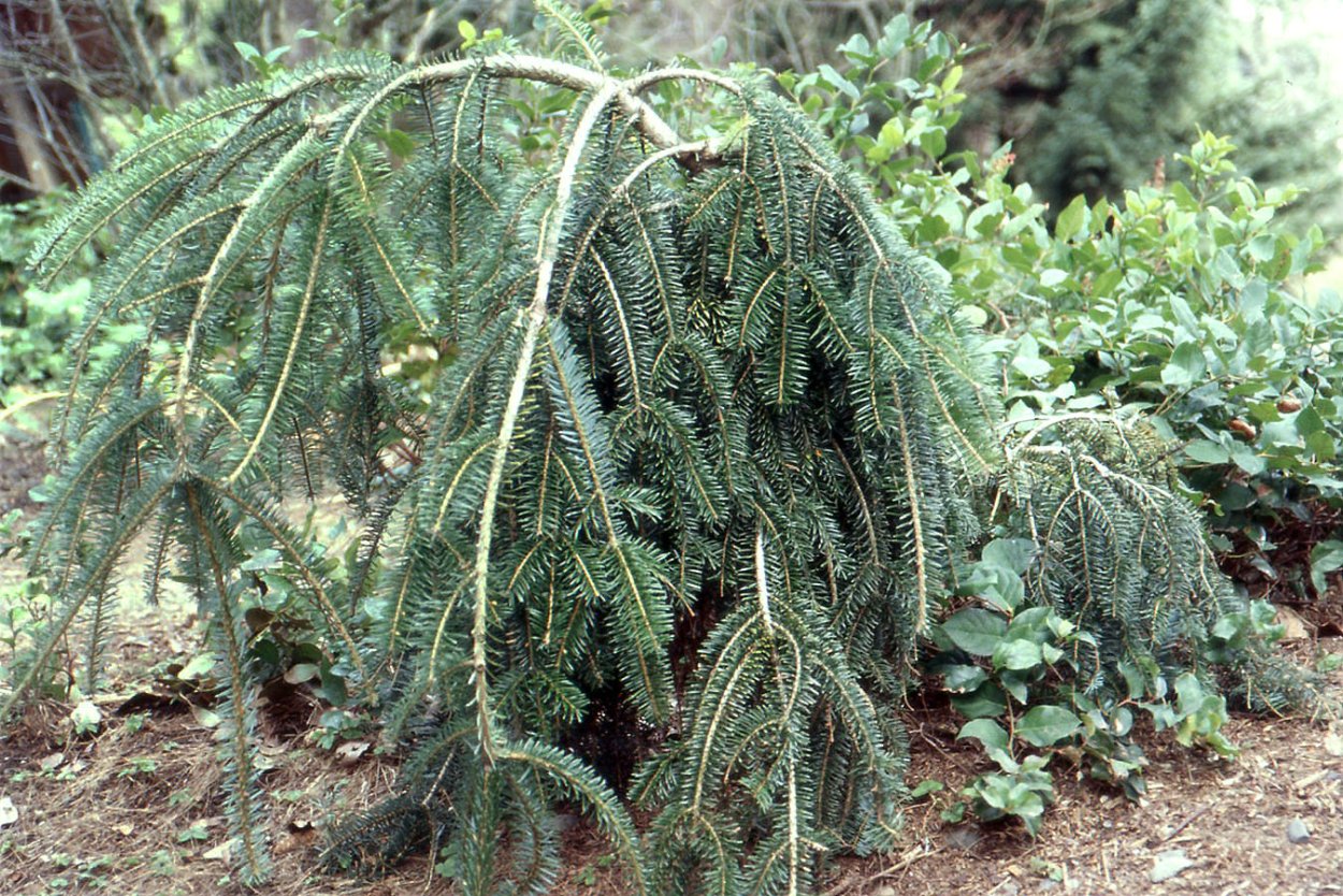 Ель голубая Глаука Пендула