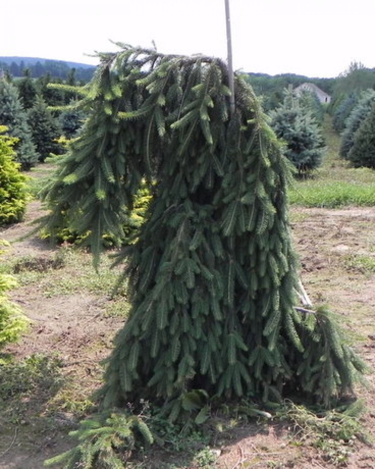 Picea engelmannii 'virgata'