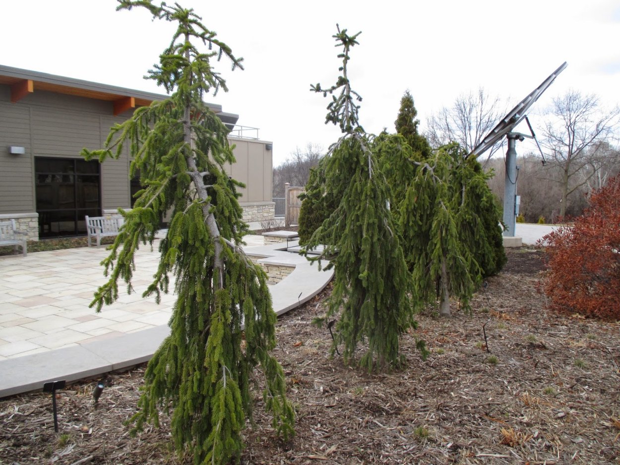 Picea Abies Gold Drift